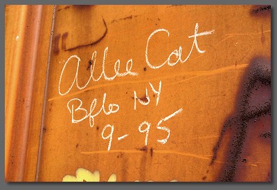 Allee Cat