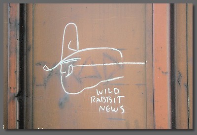 wild rabbit news