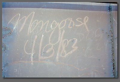 Mongoose