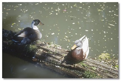 tame ducks in canal behind the motel