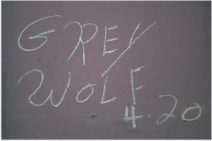 Grey Wolf